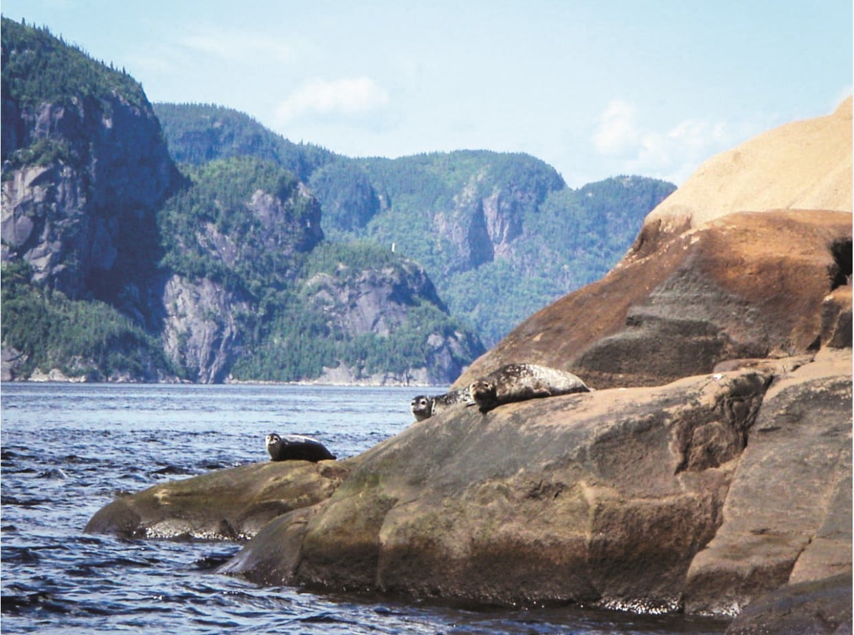 © OrganisAction : phoques sur les gros rochers au bord de l'eau du Saguenay–Lac-Saint-Jean
