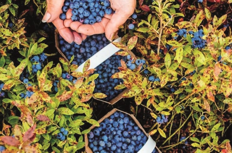 © Zone boréale : récolte de myrtille 