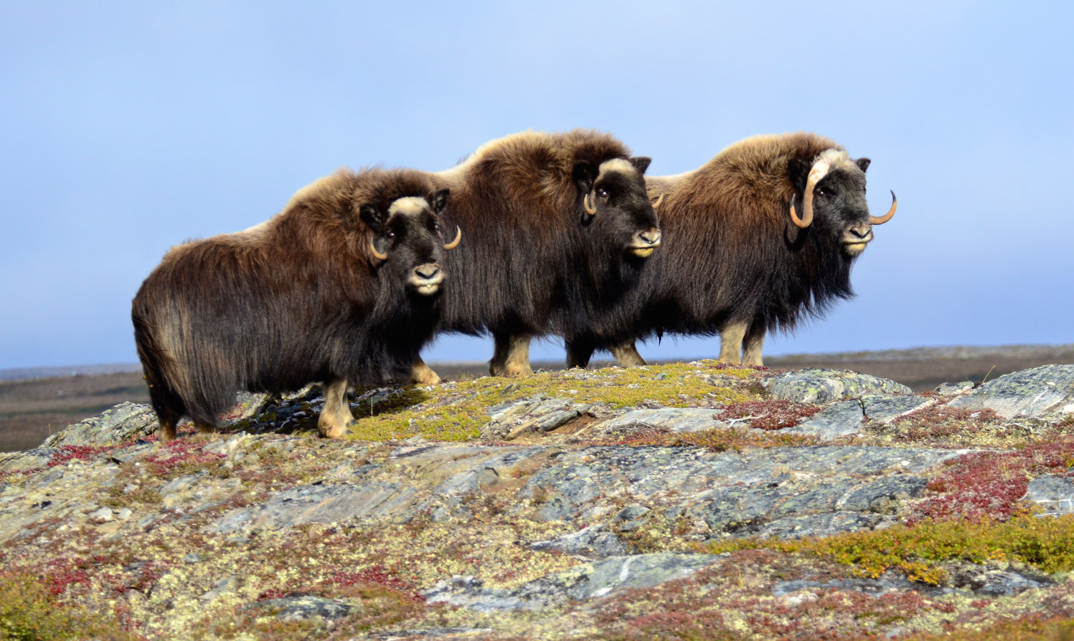 Observation de la faune du Québec - NUNAVIK Boeufs musqués ©Isabelle Dubois