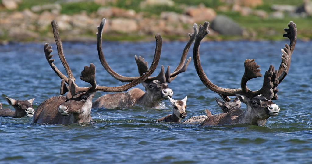 Observation de la faune au Québec - NUNAVIK Caribous dans la Rivière Payne ©Heiko Wittenborn