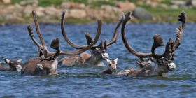 Observation de la faune au Québec - NUNAVIK Caribous dans la Rivière Payne ©Heiko Wittenborn