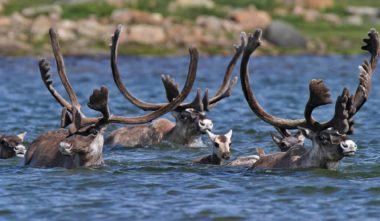Observation de la faune au Québec - NUNAVIK Caribous dans la Rivière Payne ©Heiko Wittenborn