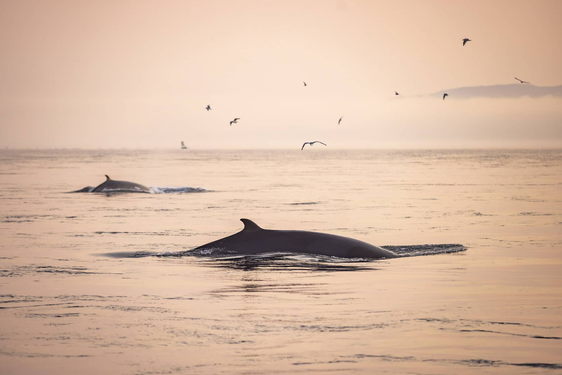 Observation des baleines en Charlevoix avec Croisières AML - Photo André-Olivier Lyra