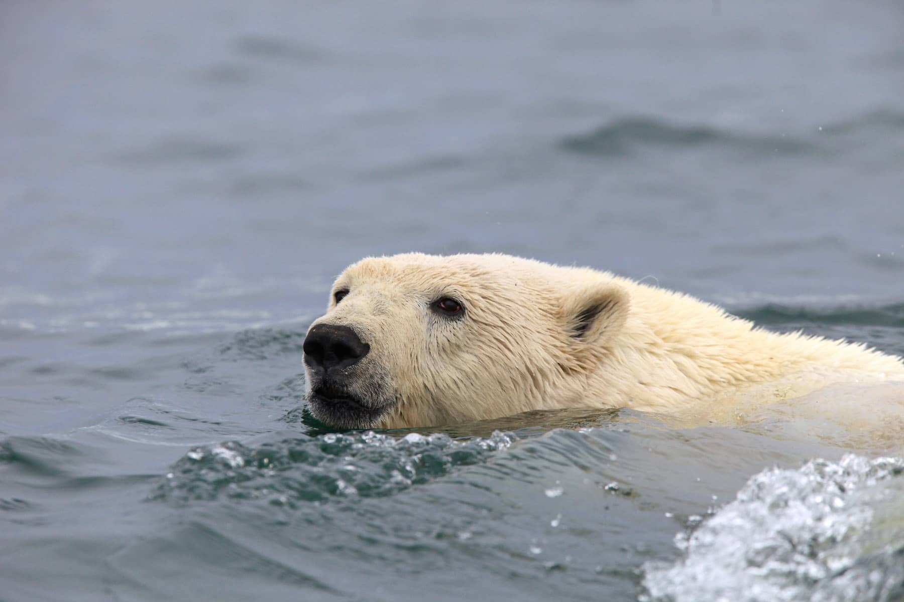 NUNAVIK - Ours polaire © Tourisme Nunavik