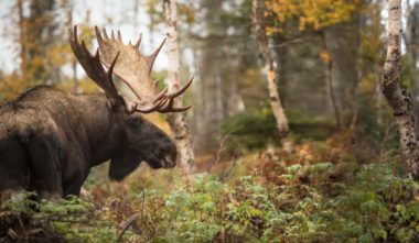 Réserve Faunique Matane