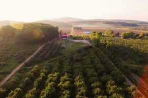 Labonté de la Pomme - Oka - Laurentides