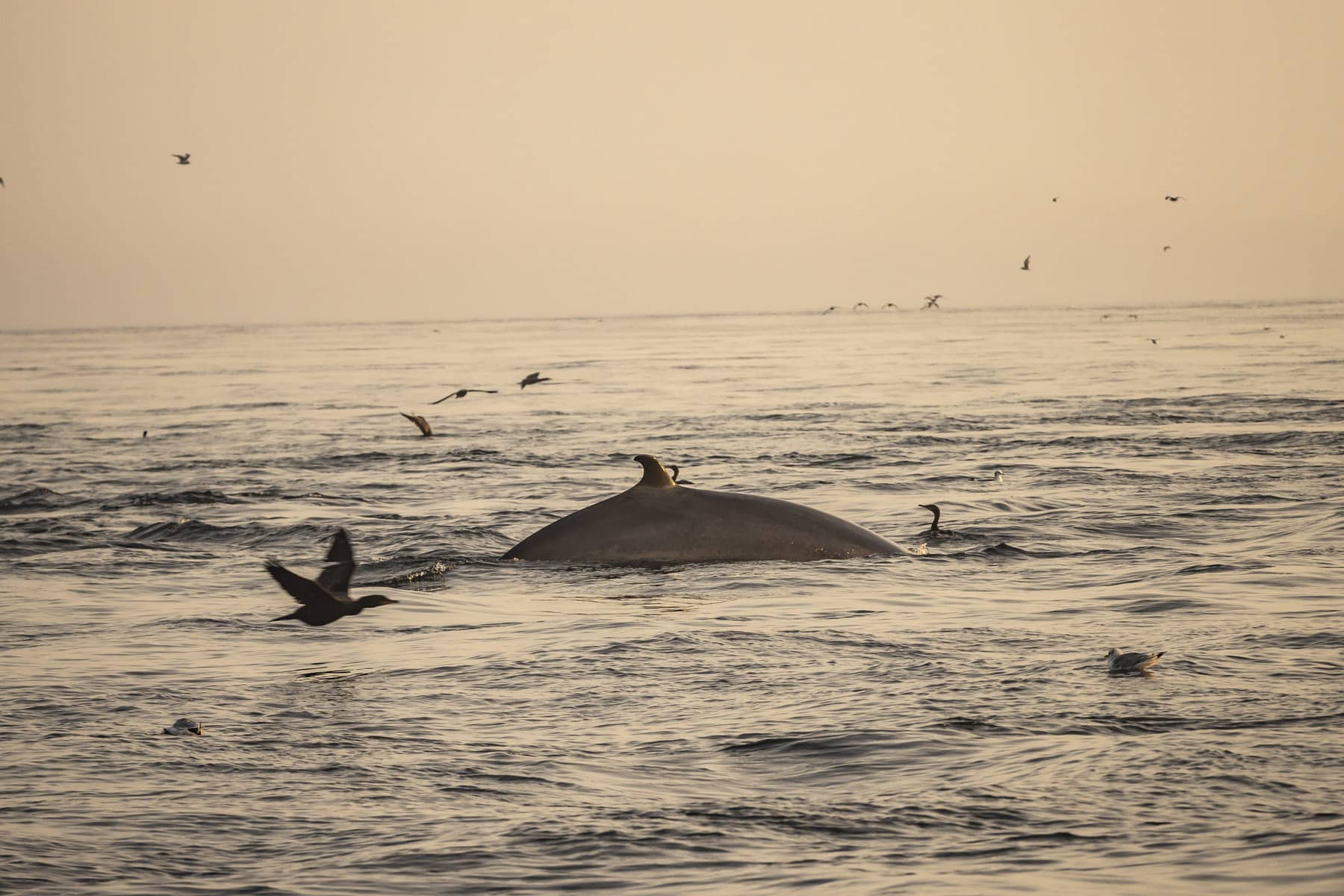 Observation des baleines avec Croisières AML - Escapade Charlevoix en automne - Photo André-Olivier Lyra