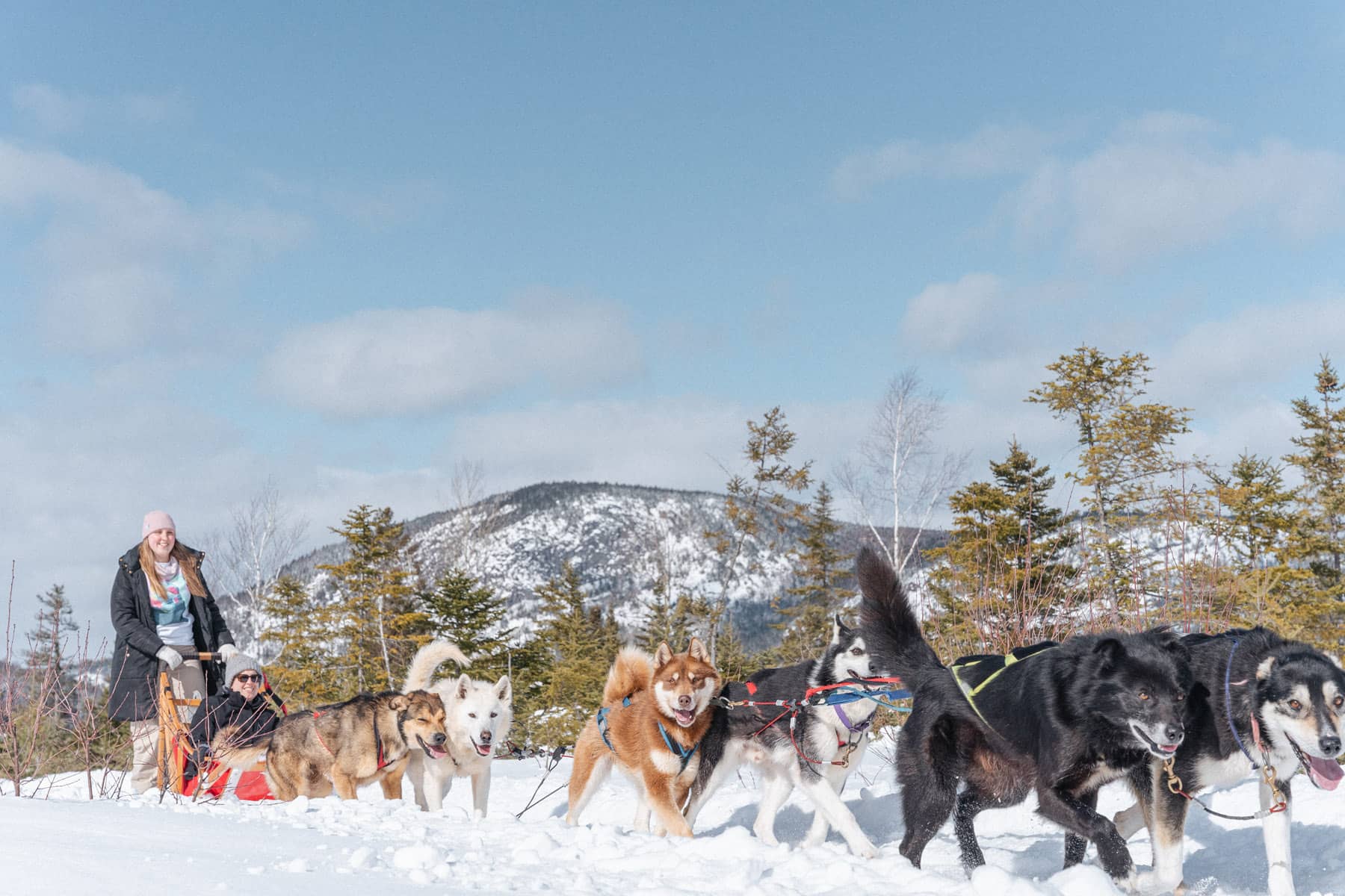 Sortie en Chien de traineau avec Bosco Charlevoix - Charlevoix en hiver - Photo Tourisme Charlevoix