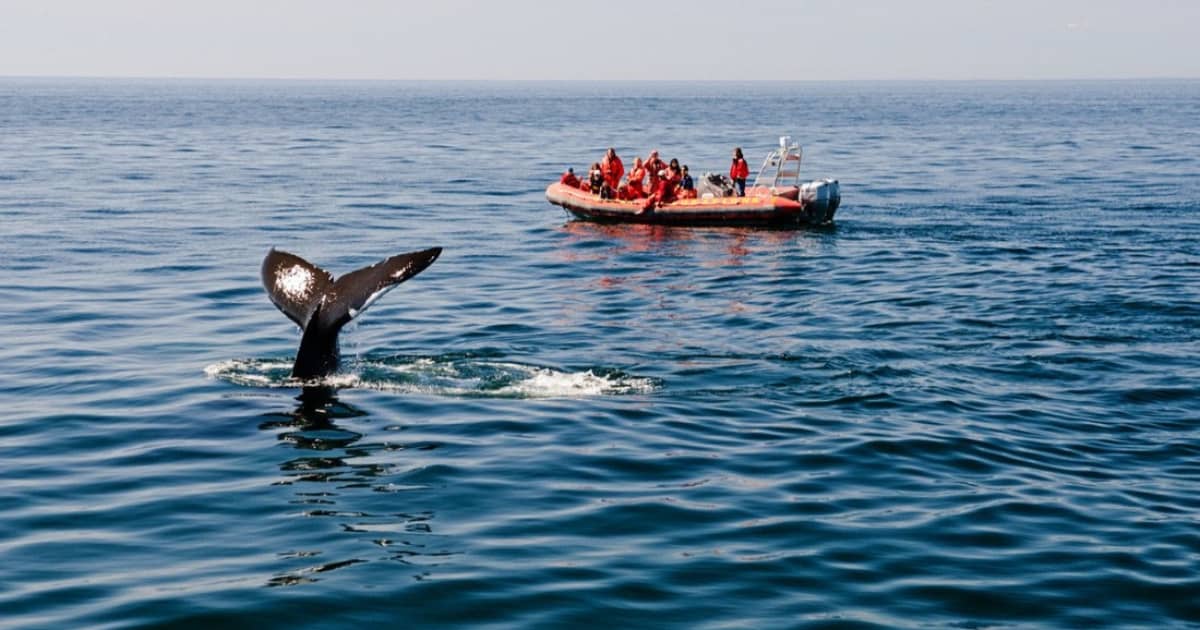 Jours 8-9 - "L'été indien" au Québec - Road-trip automne au Québec : baleines à Tadoussac - Photo Authentik Canada
