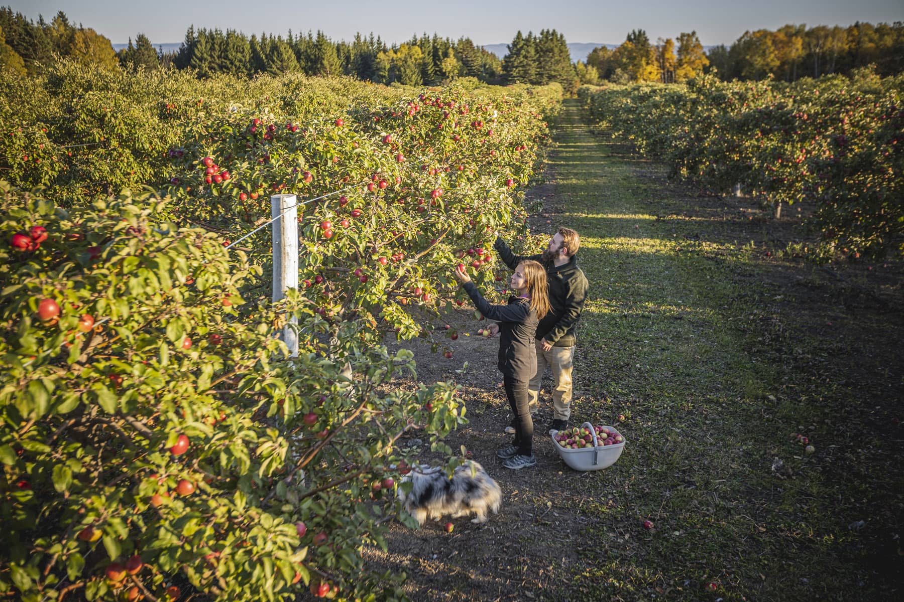 Cueillette de pommes à la Cidrerie des Vergers Pedneault – Charlevoix en automne - Photo André-Olivier Lyra