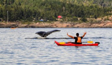 Kayak de mer au Québec : observation des baleines - Photo Marc Loiselle