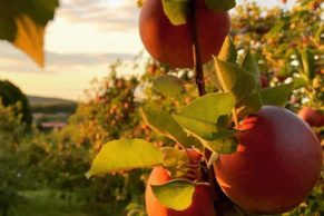 Verger Labonté de la Pomme - Oka - Laurentides