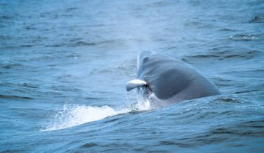 Observation d'une baleine à Tadoussac depuis un zodiac de Croisières AML, membre de l'Alliance Eco-Baleine - Photo Croisières AML