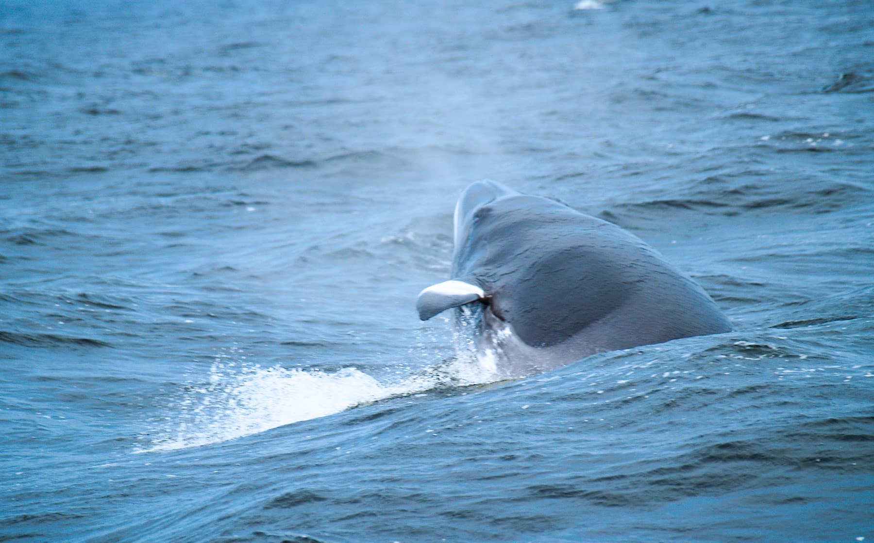 Observation d'une baleine à Tadoussac depuis un zodiac de Croisières AML, membre de l'Alliance Eco-Baleine - Photo Croisières AML