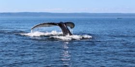 Observer les baleines à Tadoussac - Photo Croisières AML