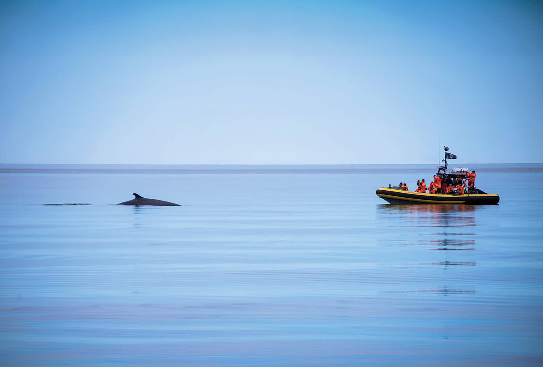 Croisières d'observation des baleines à Tadoussac avec Croisières AML