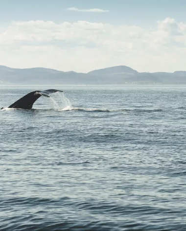 Observation d'une baleine à Tadoussac - Croisières Essipit - Photo Audet Photo