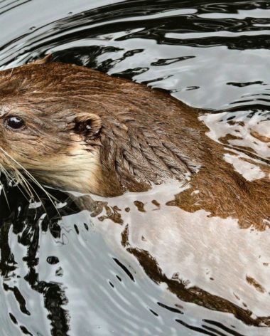 Observer les loutres de mer en kayak : © Wildfaces