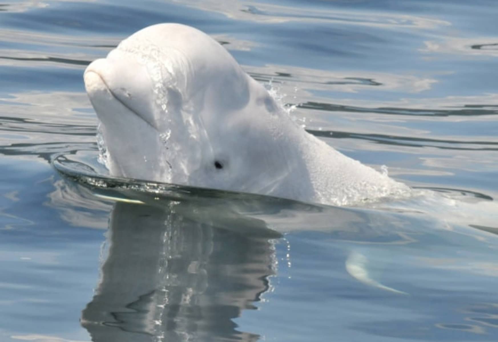 Béluga / Tourisme durable au Québec - Photo GREMM