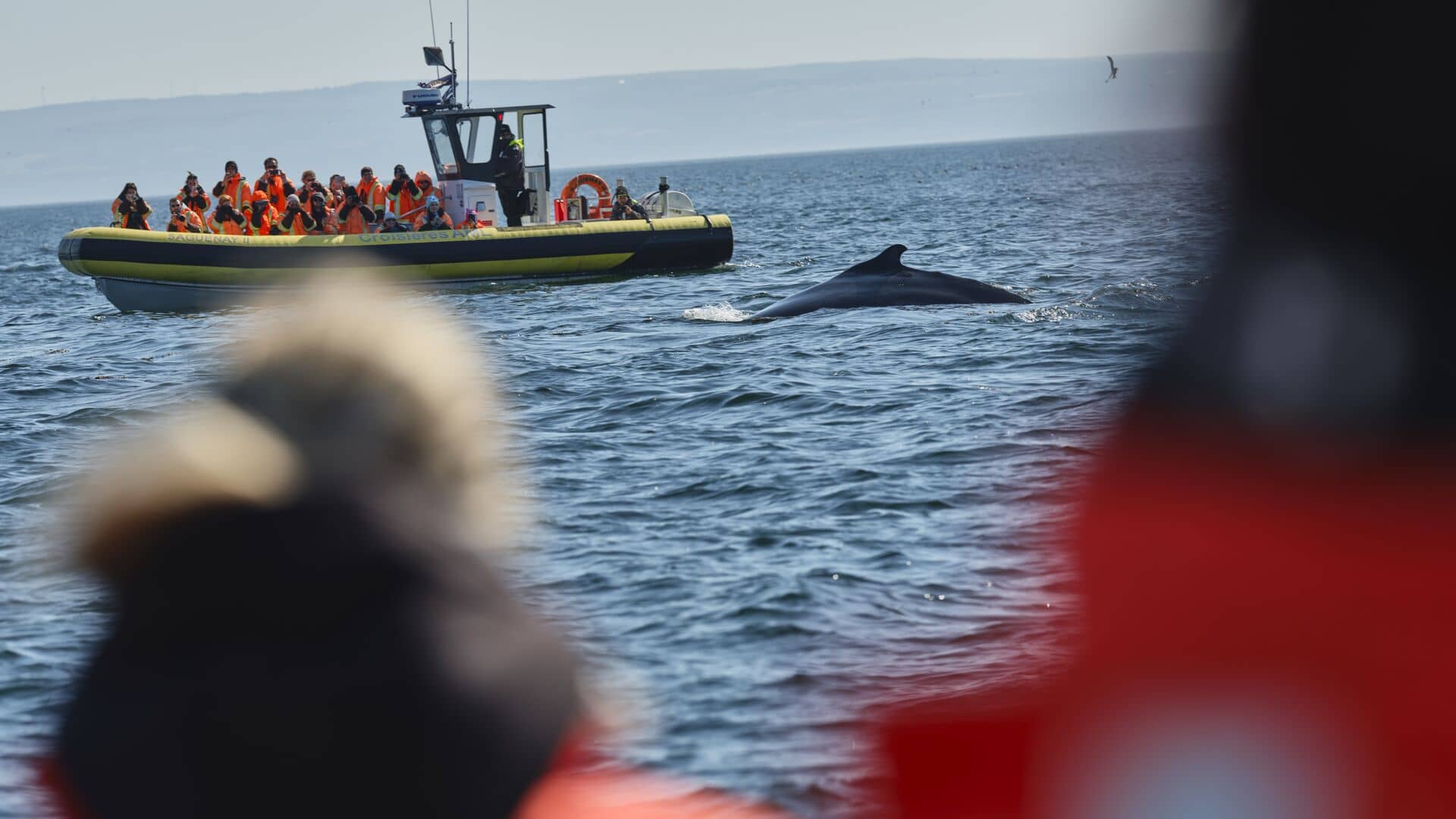 Croisières aux baleines Essipit - Tourisme durable au Québec - Photo Destination Canada