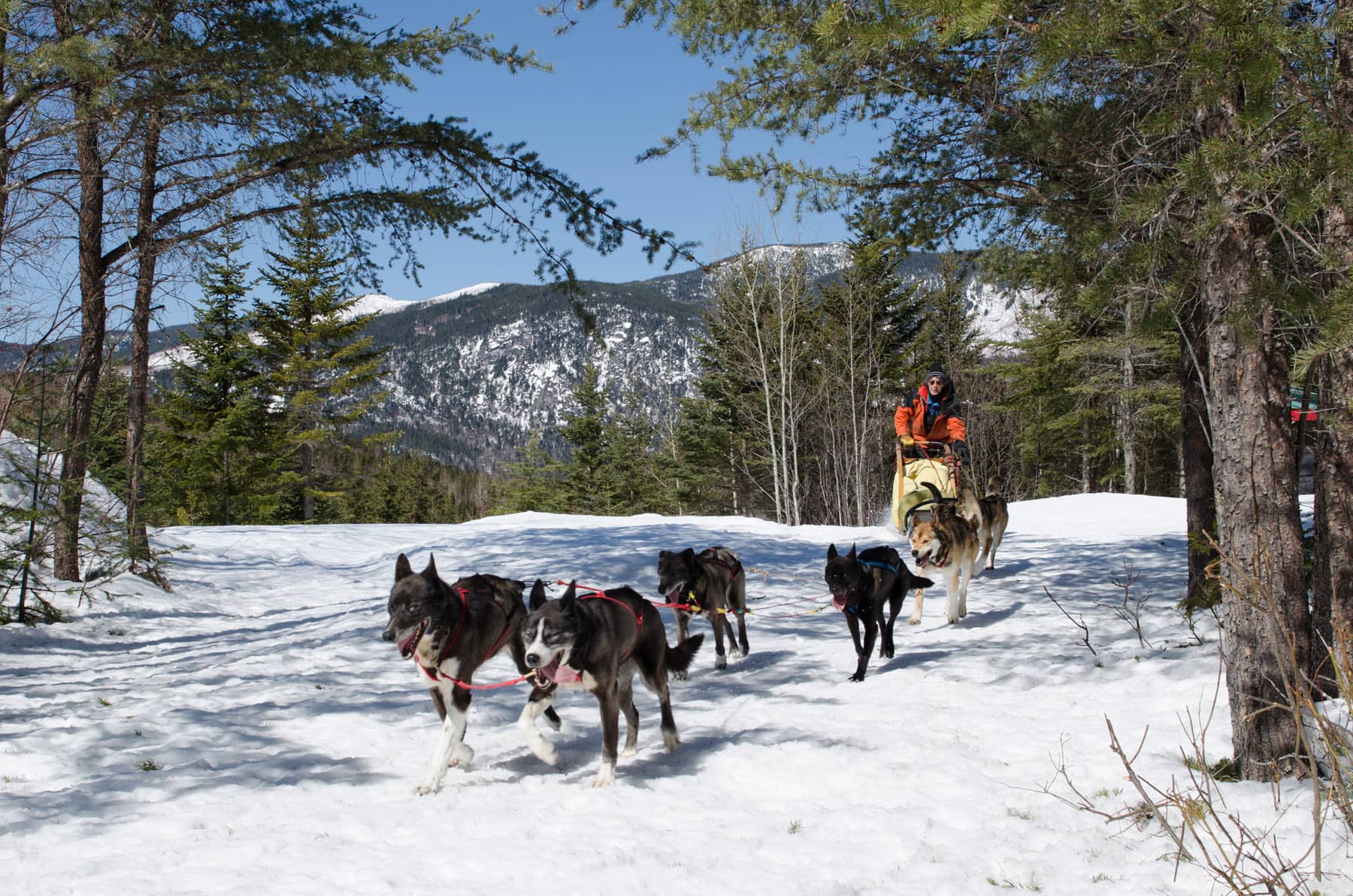Traîneau à chiens dans Charlevoix / Ecotourisme au Québec - Photo Descente Malbaie