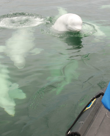Bélugas Churchill © Steve Selden - Churchill Polar Bear