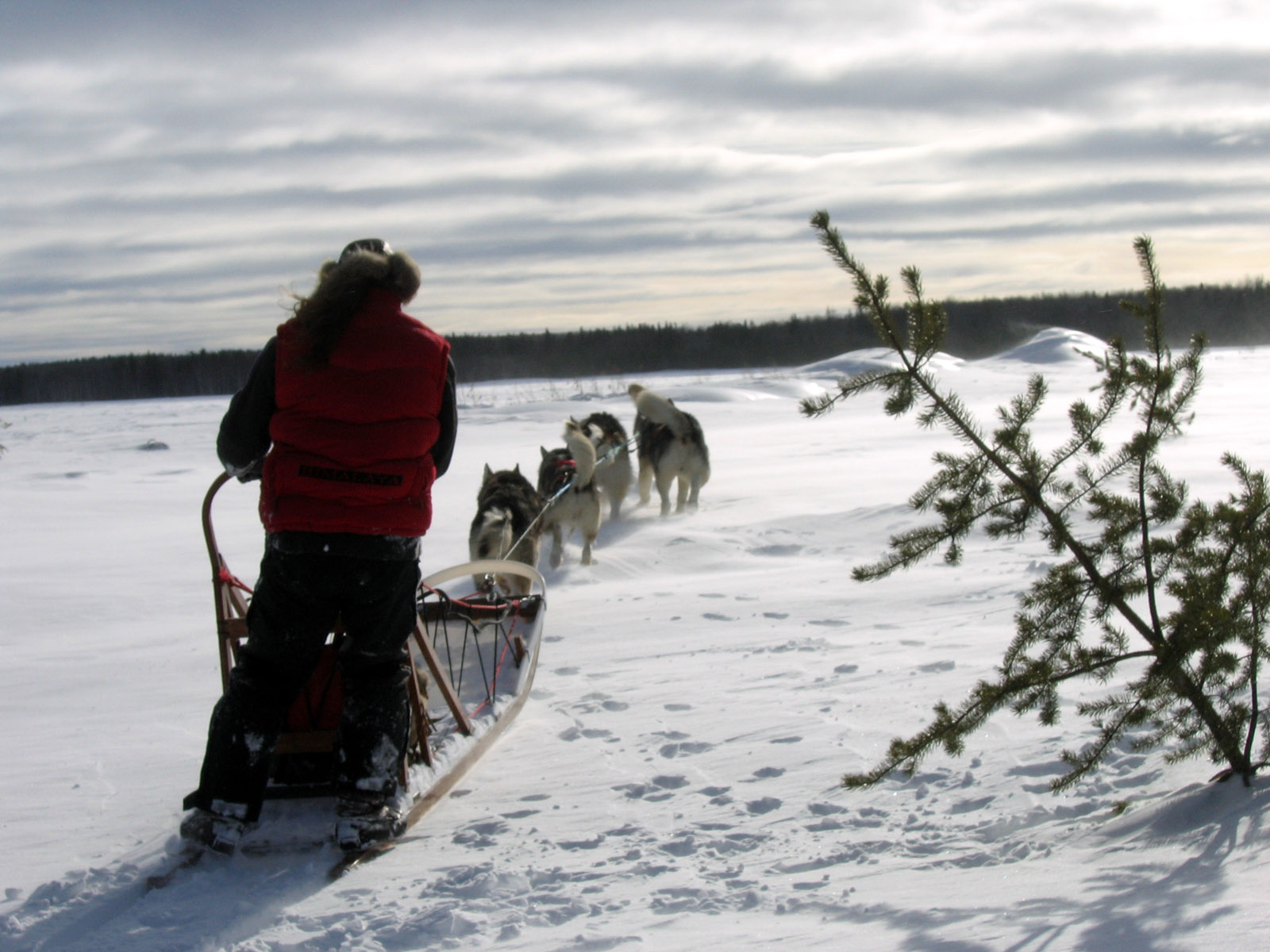 Traineau à chiens au Québec - Saguenay-Lac-Saint-Jean (Aventuraid)