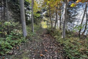 Forêt autour du Domaine Tourelle sur Mer en Gaspésie