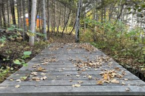 Forêt autour du Domaine Tourelle sur Mer en Gaspésie