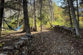 Forêt autour du Domaine Tourelle sur Mer en Gaspésie