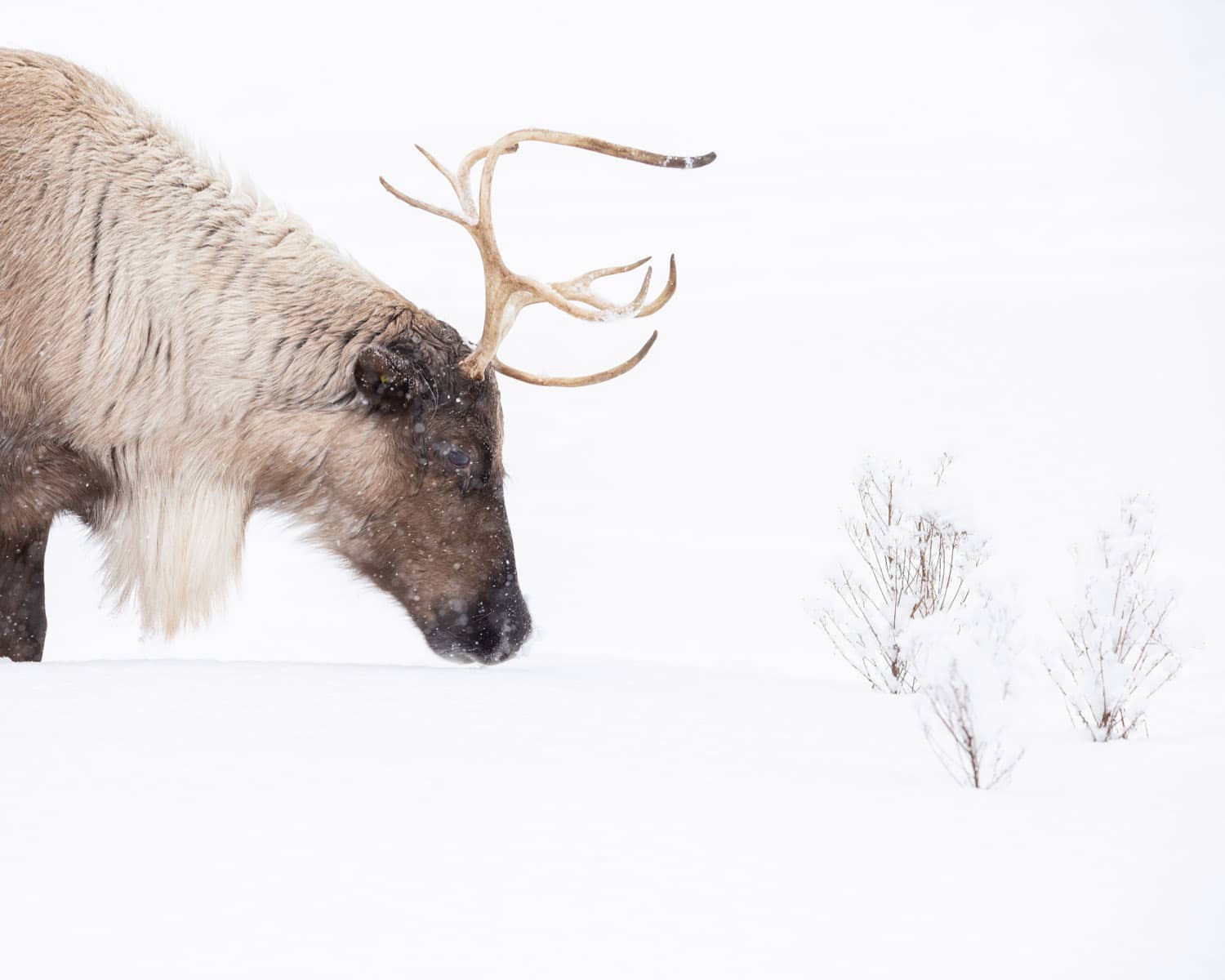 Parc Oméga en Hiver - Caribou