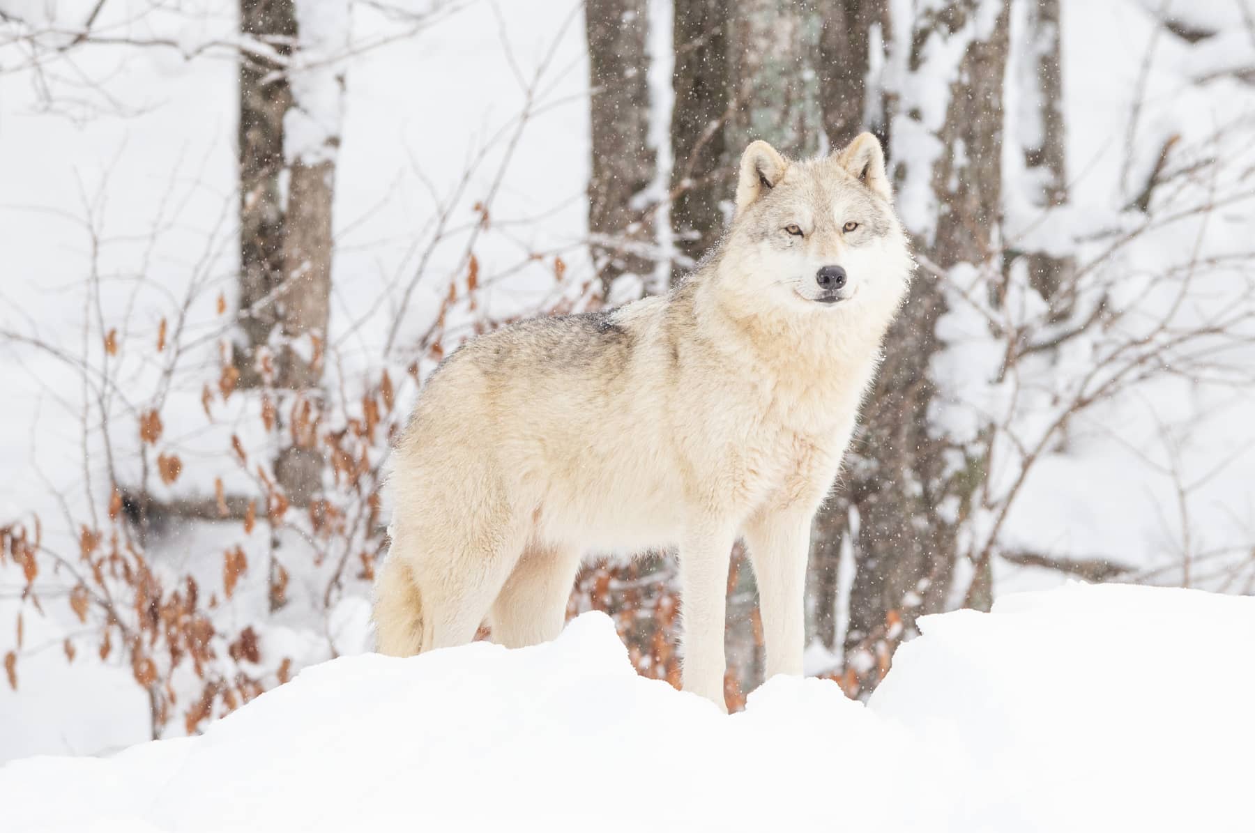 Parc Oméga en Hiver - Loup arctique