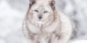 Parc Oméga en Hiver - Renard arctique