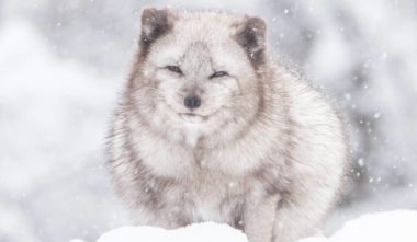 Parc Oméga en Hiver - Renard arctique