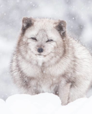 Parc Oméga en Hiver - Renard arctique