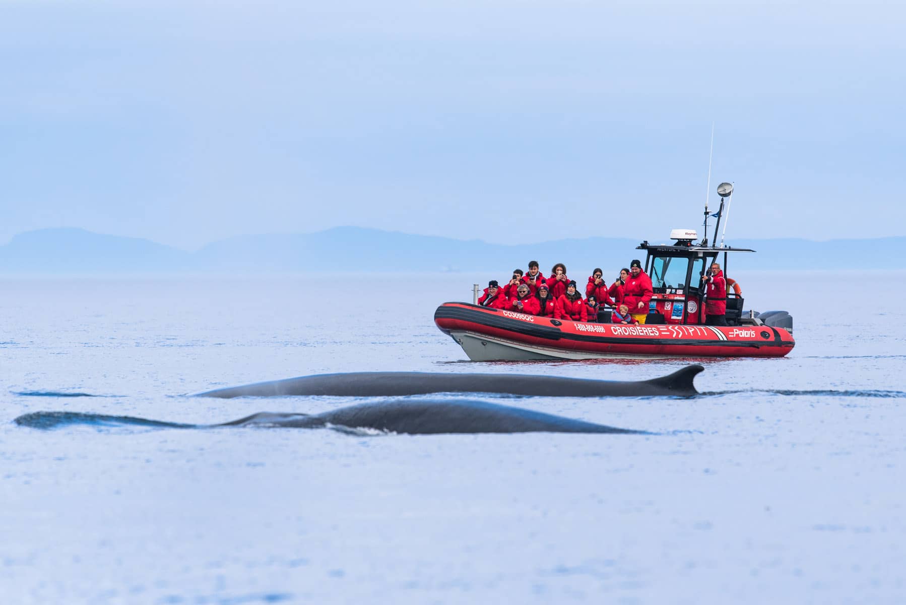 Observer les baleines à Tadoussac en zodiac avec Croisières Essipit - Photo Nelson Boivert