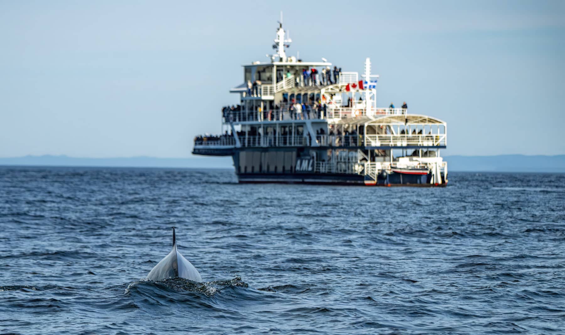 Observer les baleines à Tadoussac avec Croisières AML - Photo Croisières AML