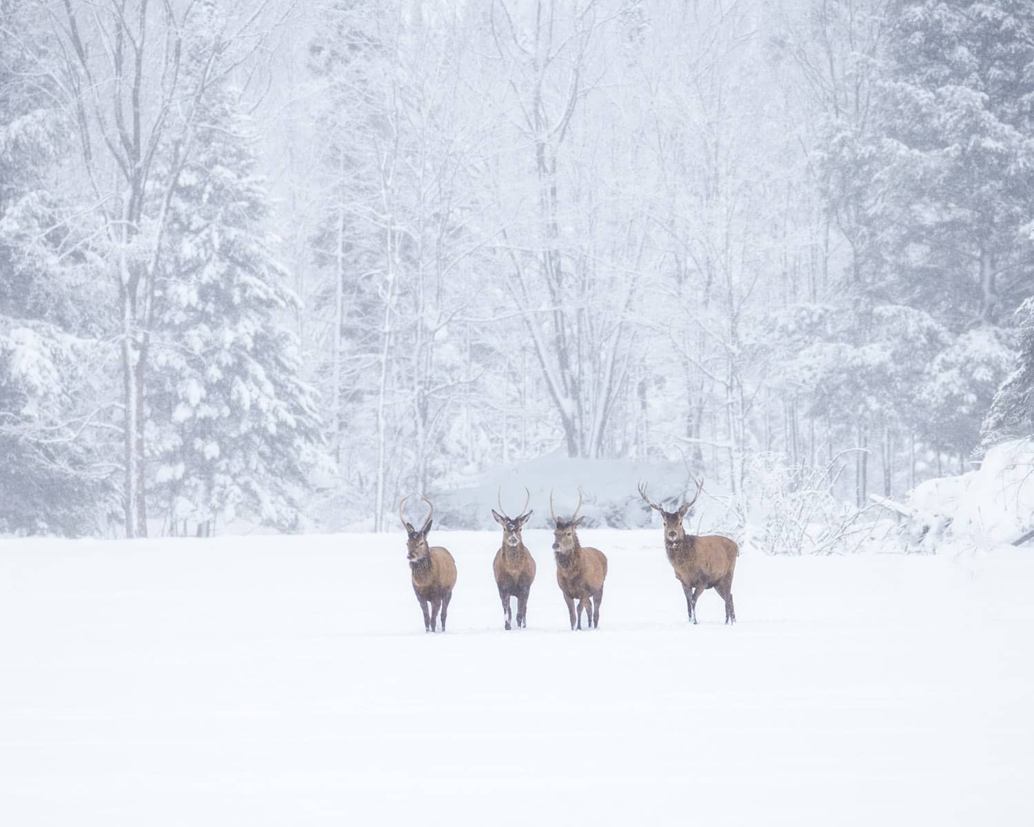 Parc Oméga en Hiver - Wapiti