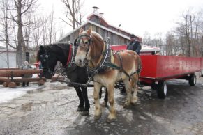 Cabane à sucre Constantin - Chevaux