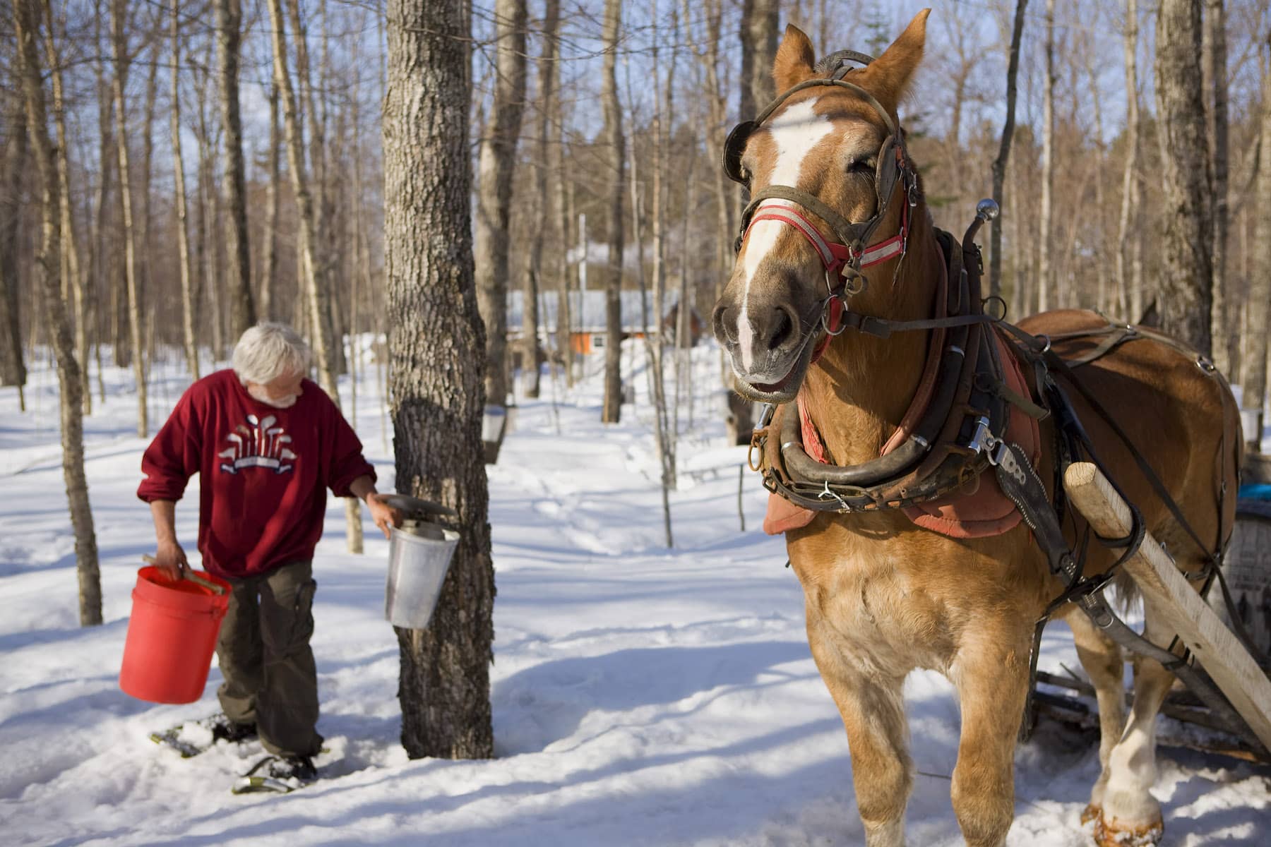Cabane à sucre - Récolte de la sève d'érable - Photo Mathieu Dupuis