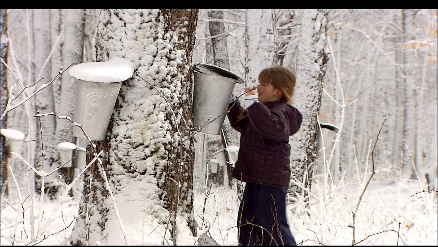 Cabane à sucre - Récolte de la sève d'érable à la Sucrerie de la Montagne - Photo Guy Kinkead / Claude Parent