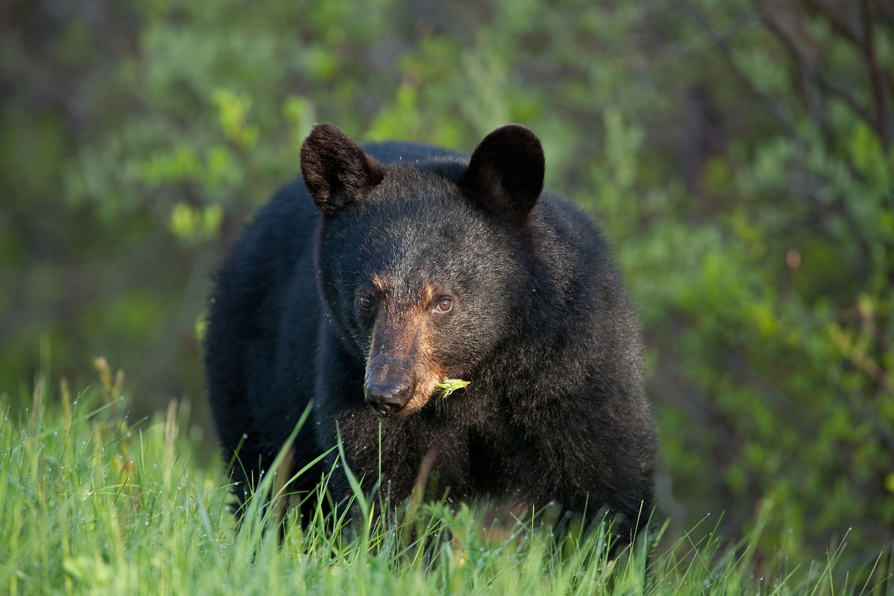 Observation de l'ours noir - Aux Berges du St-Maurice Shawinigan - Crédit : Philippe Henry