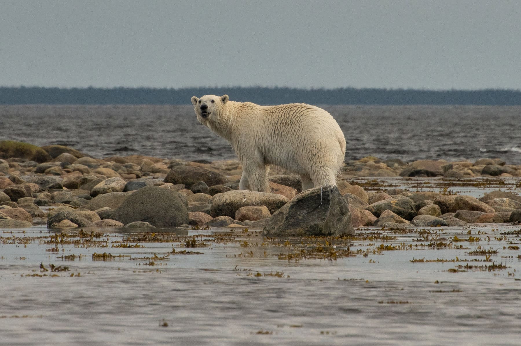 Wiinipaakw-Tours-ours-blanc-©-Annie-Claude-Roberge