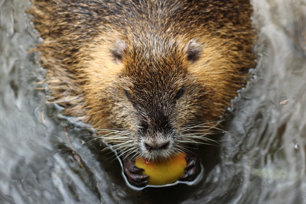 Castor dans son milieu naturel - Photo Niklas Jeromin