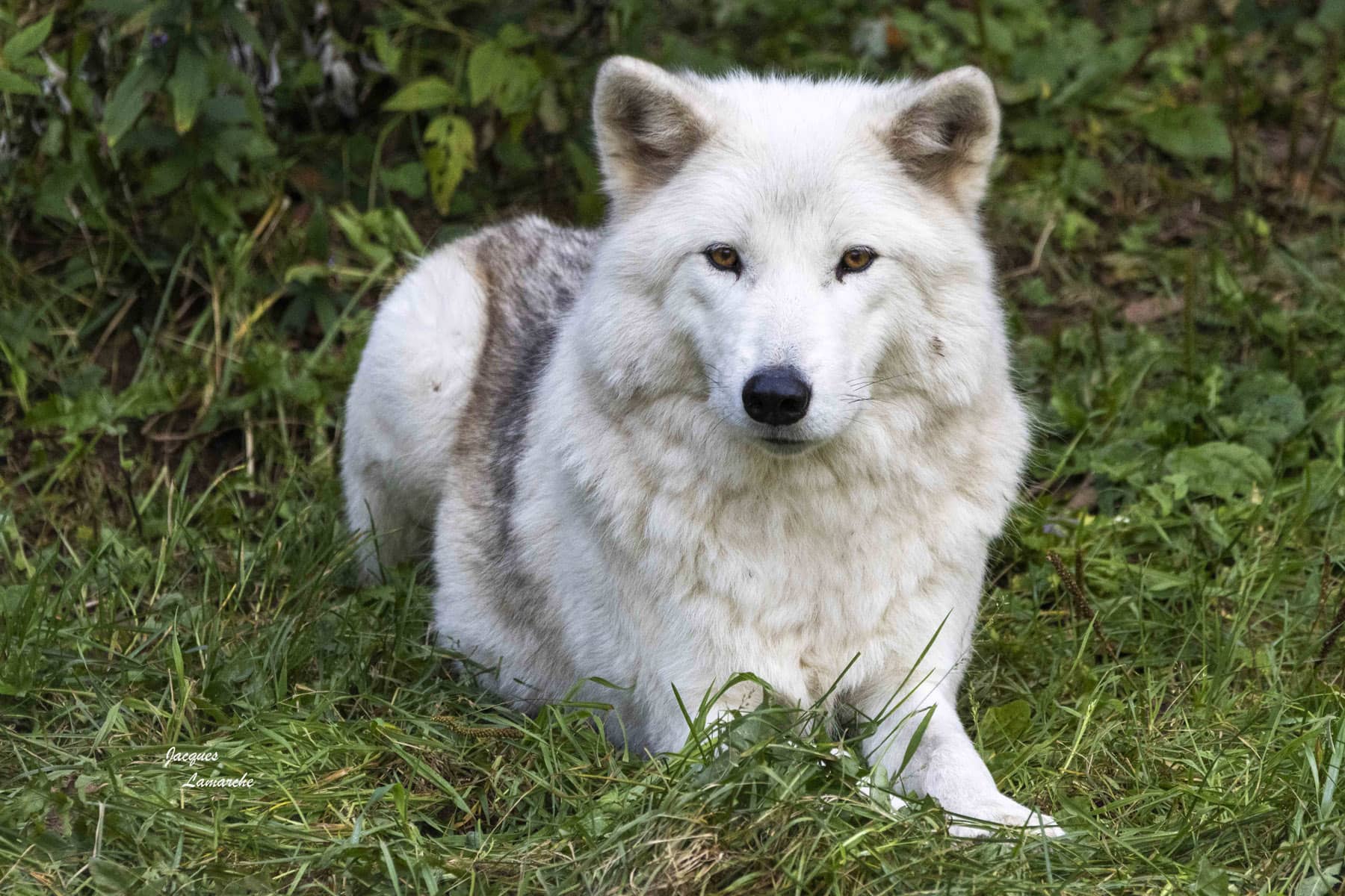 Rencontrer la vraie nature de la Gaspésie - Bioparc - Loup gris - Photo Jacques Lamarche
