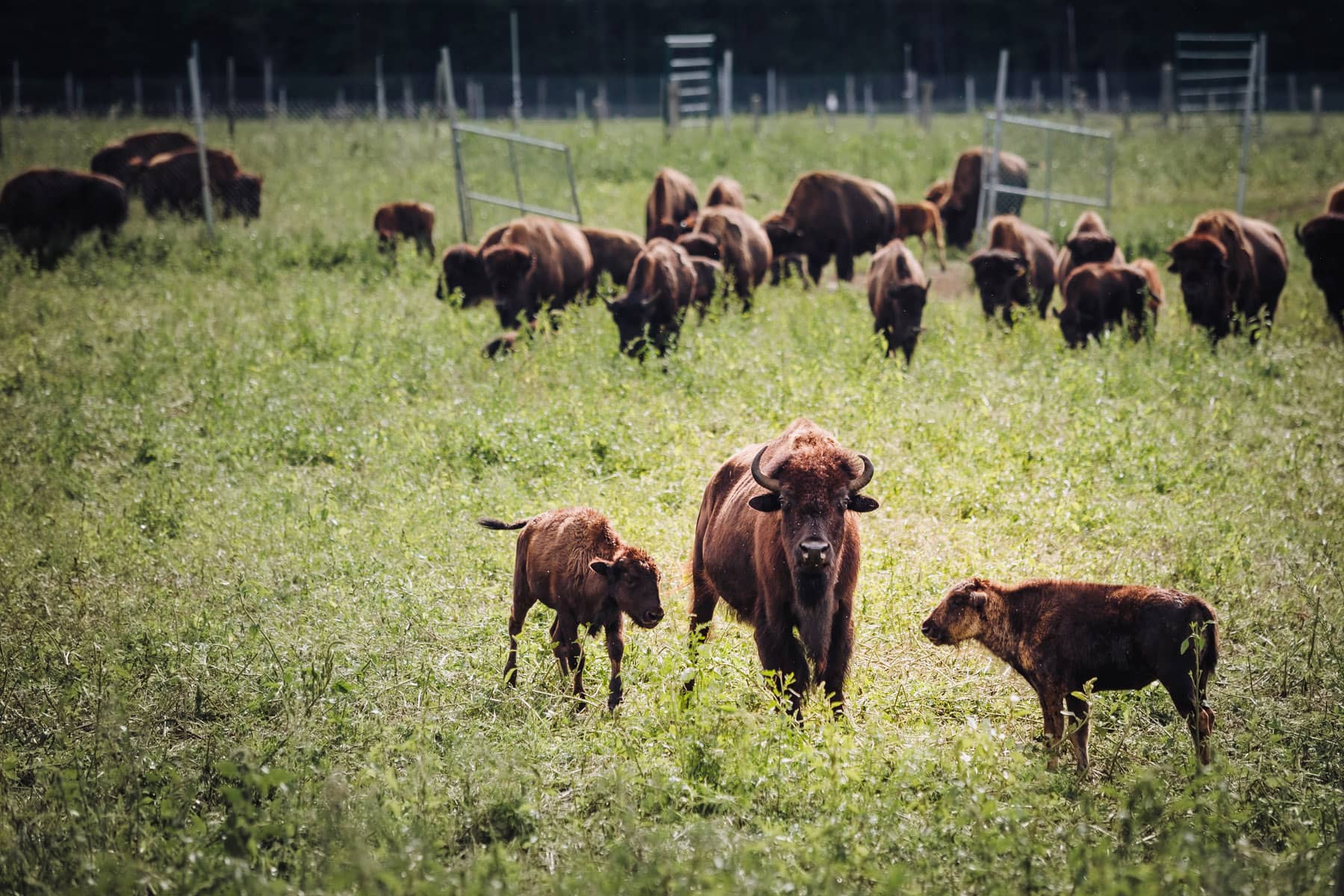 Terre des Bisons - Voyage au Québec Authentique (Lanaudière-Mauricie) - Photo Myriam Baril-Tessier