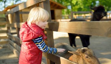 Petit garçon caressant des moutons - Séjour à la ferme au Québec
