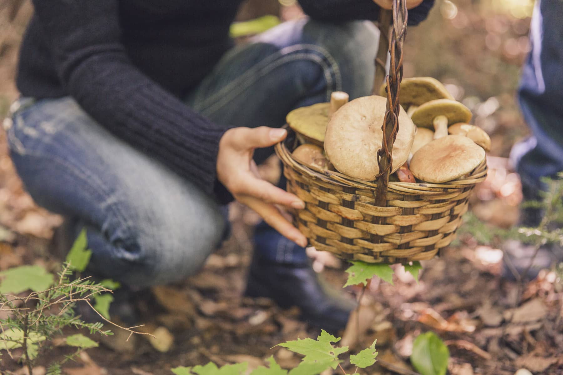 Voyage au Québec Authentique (Lanaudière-Mauricie) - Cueillette des champignons en forêt - Photo Etienne Boisvert