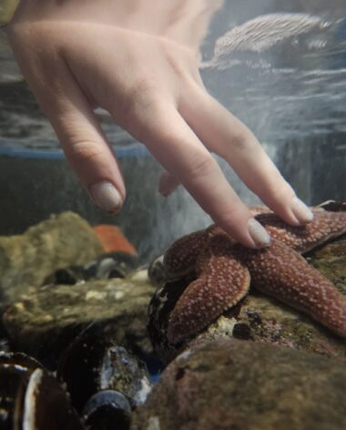 Aquarium - Musée du Fjord