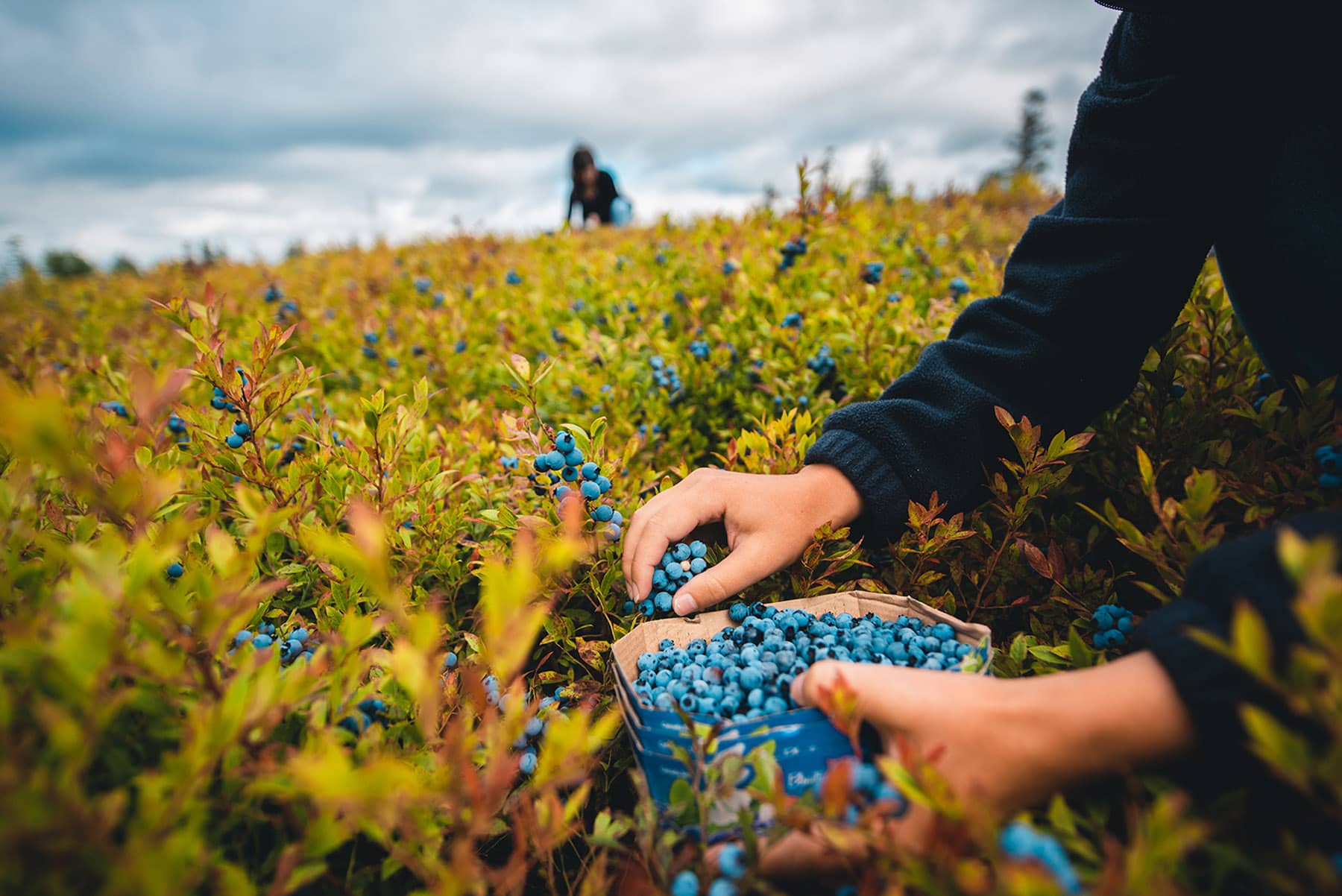 Bleuets - Photo Michael Beauchemin Canopée